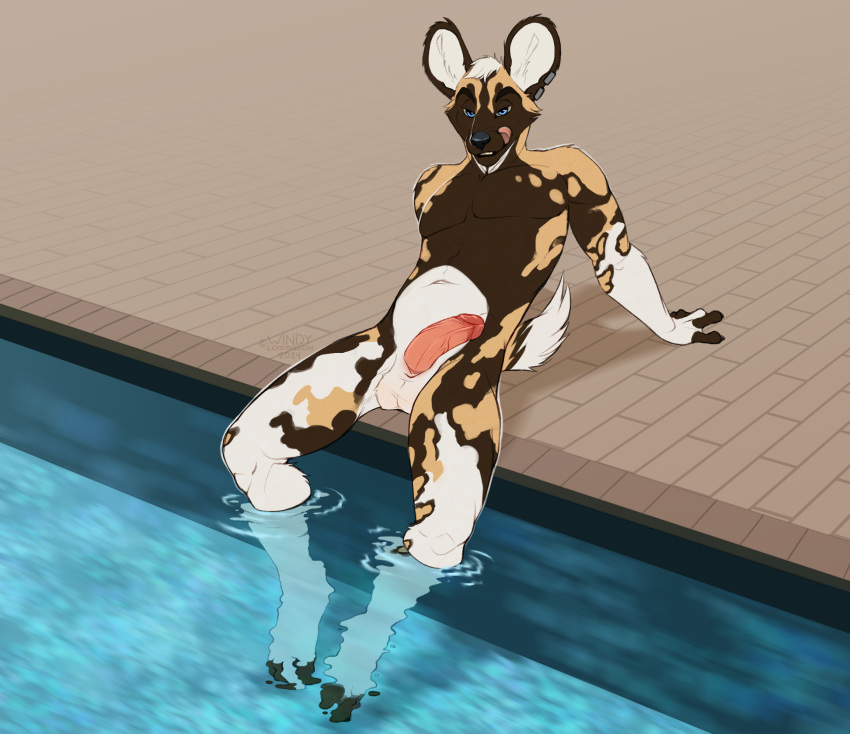 african_wild_dog arm_support balls bedroom_eyes blue_eyes brown_body brown_fur canid canine ear_piercing fur genitals half-erect hi_res humanoid_genitalia humanoid_penis jaden_ribery legs_in_water licking licking_lips licking_own_lips male mammal narrowed_eyes nude partially_submerged penis piercing poolside reclining seductive sitting solo submerged_legs swimming_pool tail tongue tongue_out water white_body white_fur windadragon