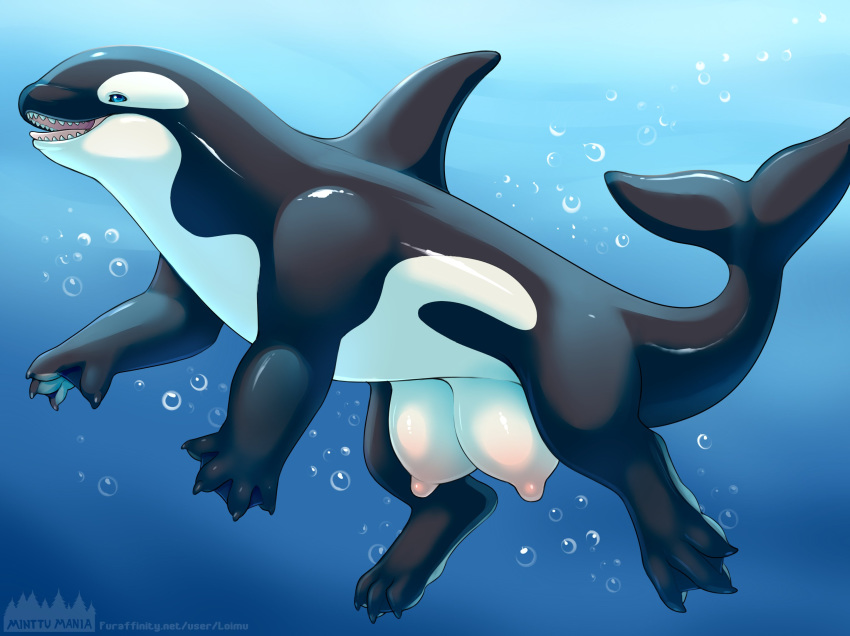 2020 3_toes 4_fingers big_teats black_body blue_eyes cetacean delphinoid fangs female fingers hi_res loimu mammal marine multicolored_body oceanic_dolphin open_mouth orca semi-anthro solo teats teeth toes tongue toothed_whale two_tone_body underwater water white_body