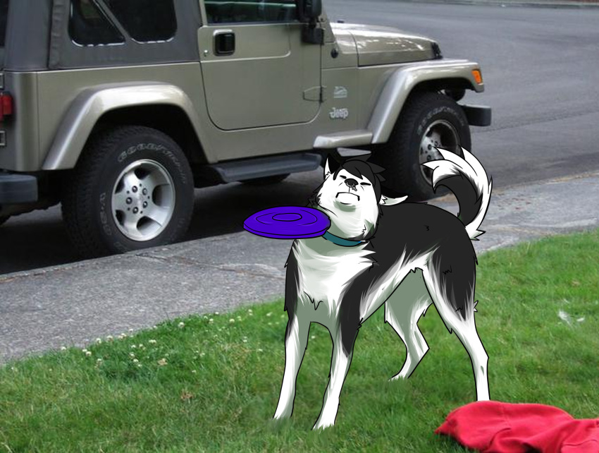 angry black_body black_fur black_hair canid canine canis car collar domestic_dog emo_hair emo_haircut facial_piercing feral frisbee fur hair hi_res husky jeep male mammal meme nordic_sled_dog nose_piercing outside piercing rivey_ravenheart ryuzagi solo spitz vehicle white_body white_fur