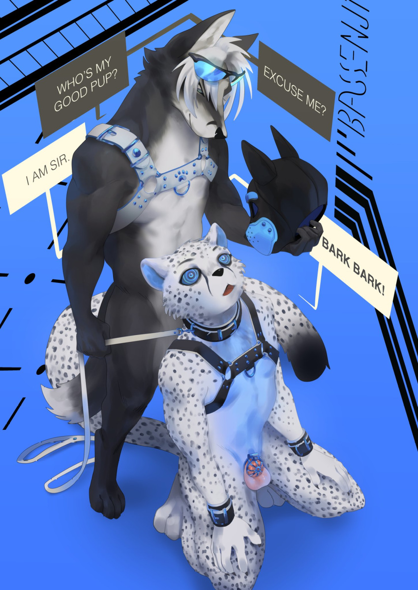 animal_mask anthro balls bassenji black_body black_fur black_spots blue_background canid canine chastity_cage chastity_device cheetah collar dialogue domination duo eyewear felid feline fox fur genitals glasses hair harness hi_res holding_leash holding_object hypnosis kneeling leash male male/male male_domination mammal mask mind_control open_mouth petplay pup_mask puppyplay roleplay simple_background spiral_eyes spots standing submissive submissive_male white_body white_fur white_hair wrist_cuff