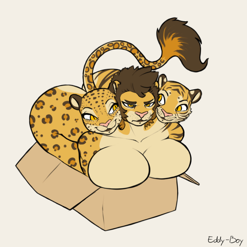 anthro big_breasts box breasts cardboard_box cat_in_box eddy-boy felid female hi_res if_i_fits_i_sits leopard lion mammal meme multi_head nude pantherine tiger