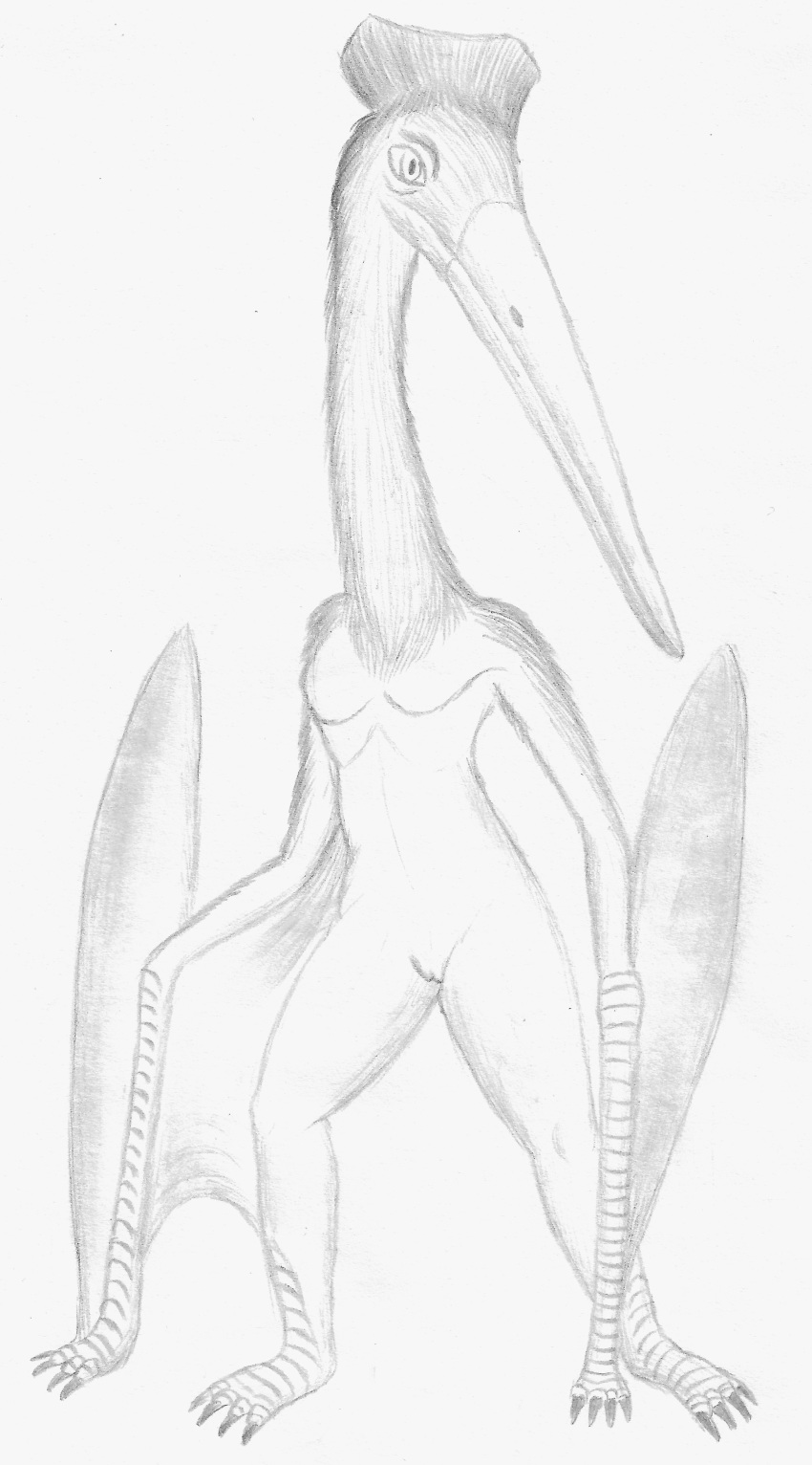 absurd_res anthro archosaur azhdarchid beak bottomless breasts claws clothed clothing ebrithilbowser featureless_breasts female flat_chested fur genitals hairy_arms hi_res humanoid membrane_(anatomy) membranous_wings monochrome monochrome_sketch nude pterosaur pterosaur_humanoid pussy reptile scalie scuted_arms scutes simple_background solo thigh_gap topless topless_female white_background winged_arms wings