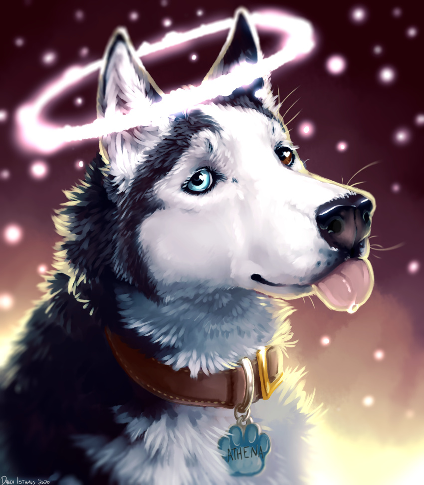 &lt;3 2020 black_body black_fur black_nose blep bust_portrait canid canine canis collar danji-isthmus digital_media_(artwork) domestic_dog female feral fur gradient_background halo heterochromia hi_res husky looking_at_viewer mammal multicolored_body multicolored_fur nordic_sled_dog pink_tongue portrait signature simple_background snow snowing solo spitz tongue tongue_out two_tone_body two_tone_fur white_body white_fur