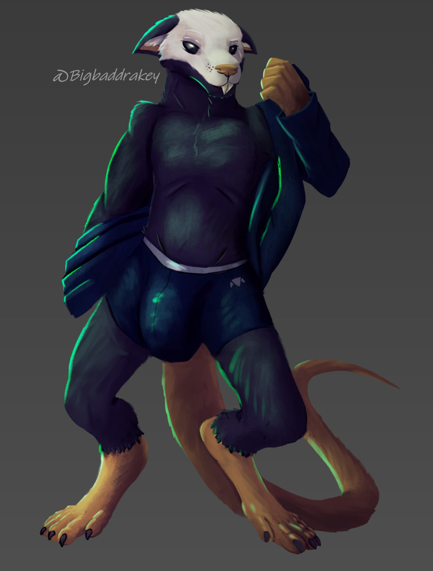 2020 absurd_res anthro bedethingy big_bulge black_body black_eyes black_fur bulge clothed clothing digital_media_(artwork) digitigrade fur hi_res jacket long_tail looking_at_viewer male mammal murid murine partially_clothed rat rodent simple_background skullrat_(bedethingy) solo solo_focus teeth topwear underwear white_body white_fur