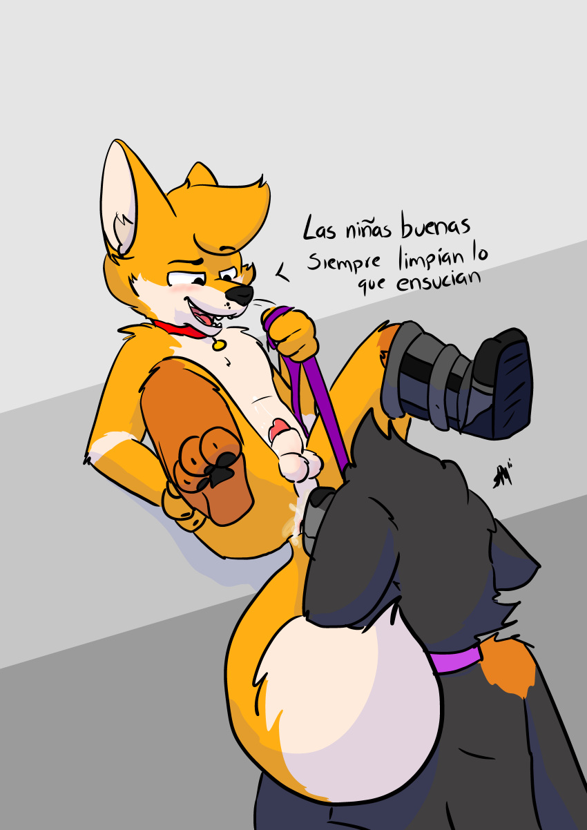 absurd_res anatomically_correct anthro boots bound canid canine canis chris_(raposanaranja) clothing collar dominant dominant_male duo footwear fox genitals hi_res humiliation knotting leash leash_pull leashed_male male male/male mammal penis power_bottom raposanaranja red_penis simple_background spanish_text submissive submissive_male text wolf
