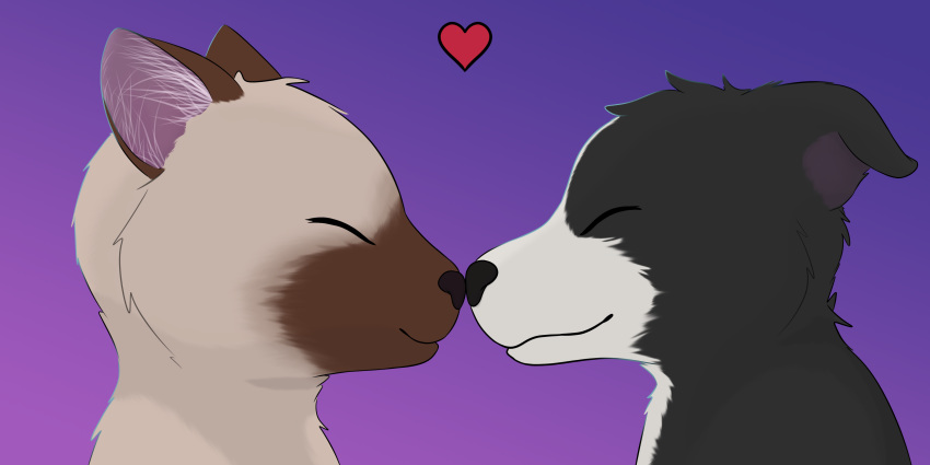 &lt;3 absurd_res anthro boop border_collie canid canine canis collie domestic_cat domestic_dog duo felid feline felis haika herding_dog hi_res icon male mammal nose_to_nose nose_touch nose_touching pastoral_dog romantic_couple sheepdog siamese