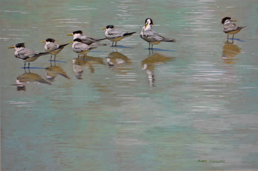 ambiguous_gender avian bird feral greater_crested_tern group lari larid painting_(artwork) reflection tern traditional_media_(artwork) water watercolor_(artwork) wildartguy