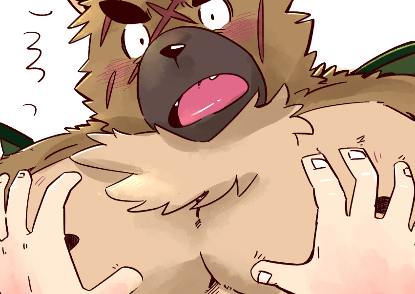 1boy bara bare_pecs black_eyes blush brown_fur fang fox_boy furry grabbing groping highres looking_at_viewer male_focus muscle nipples pectoral_focus pectoral_grab pectorals plump pov sawch_cls scar_on_forehead short_hair solo_focus surprised thick_eyebrows tokyo_houkago_summoners yasuyori_(tokyo_houkago_summoners)