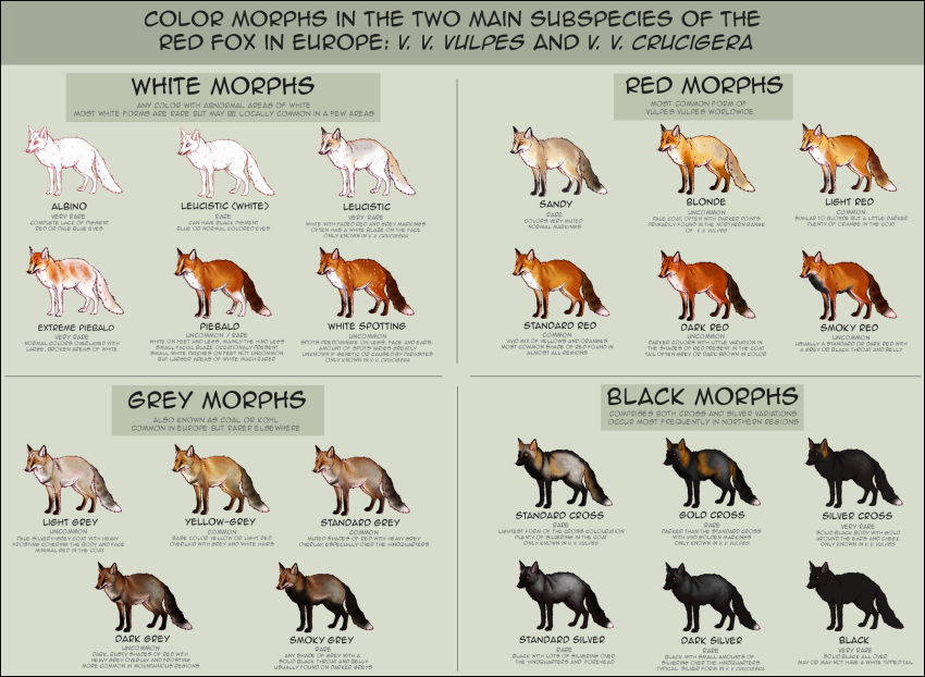 albino ambiguous_gender arctic_fox black_body black_border black_fur black_text blue_eyes border brown_body brown_fur canid canine comparison english_text feral fox fur green_background grey_body grey_fur grey_text group hi_res mammal model_sheet mottled mottled_body mottled_fur orange_body orange_fur piebald piebald_body piebald_fur red_body red_eyes red_fox red_fur reference_guide reference_image simple_background spots spotted_body spotted_fur tan_body tan_fur text urban-mongoose white_body white_fur white_spots yellow_body yellow_eyes yellow_fur