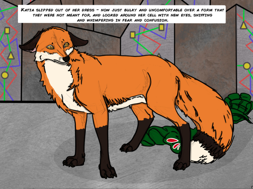 after_transformation all_fours arania canid canine canis claws clothing digitigrade ears_down english_text female feral fox fur hindpaw mammal narration paws pivoted_ears red_fox simple_background snout solo surprise text toes yellow_eyes