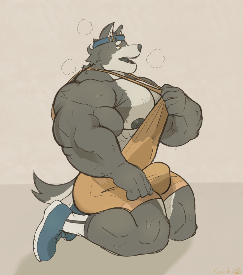 2020 absurd_res anthro big_bulge big_muscles black_nipples black_tongue blue_clothing blue_footwear bodily_fluids brown_clothing bulge canid canine canis clothing countershading crocobu digital_media_(artwork) domestic_dog footwear fur grey_body grey_fur hi_res huge_muscles huge_pecs husky kneeling male mammal muscular muscular_anthro muscular_arms muscular_male musk nipples nordic_sled_dog open_mouth signature simple_background socks solo spitz sweat tongue wrestling_singlet yellow_eyes