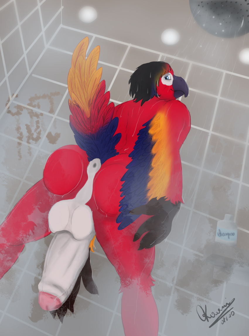 anthro anus ara_(genus) avian balls beak big_penis biped bird blue_body blue_feathers feathers genitals hair hi_res macaw male neotropical_parrot okaamiseishimi on_glass parrot penis red_body red_feathers scarlet_macaw shine_(character) shower solo true_parrot yellow_body yellow_feathers