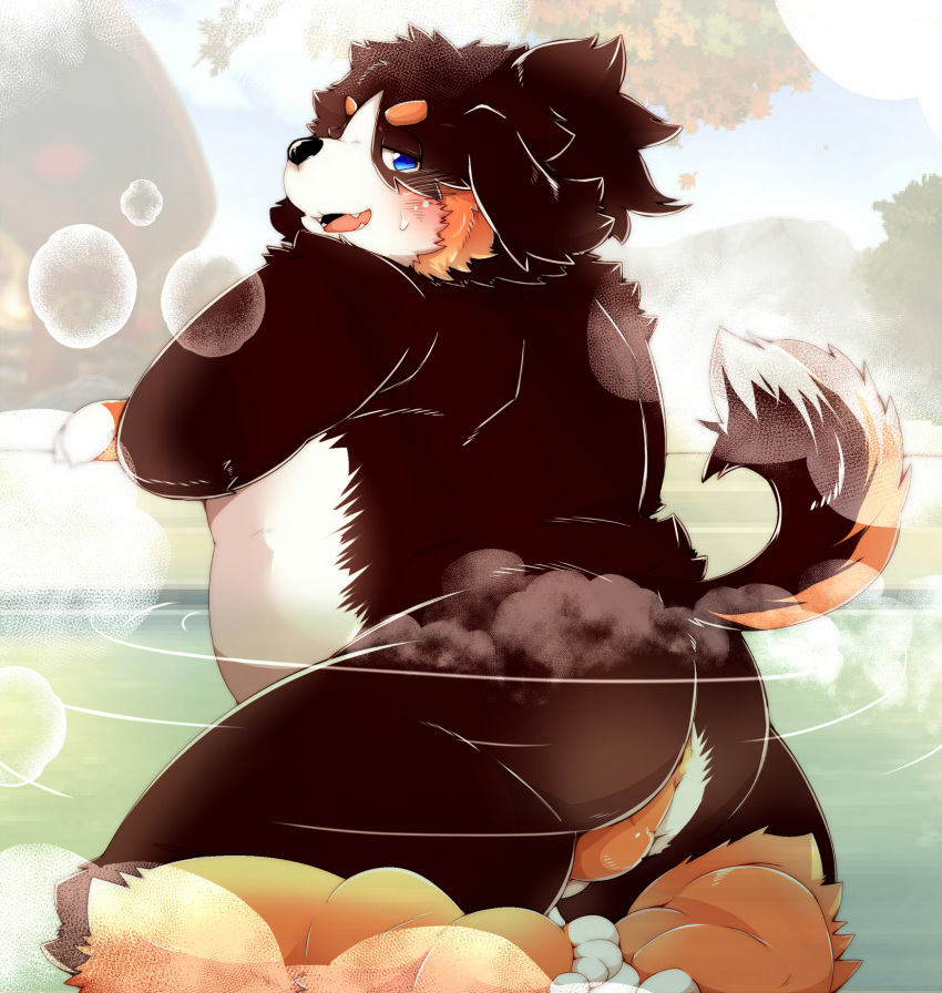 2021 anthro anus backsack balls belly bernese_mountain_dog black_body black_fur black_nose blue_eyes blush brown_body brown_fur butt canid canine canis detailed_background domestic_dog fur genitals hi_res kemono male mammal molosser mountain_dog outside overweight overweight_anthro overweight_male solo swiss_mountain_dog tsurugi water white_body white_fur