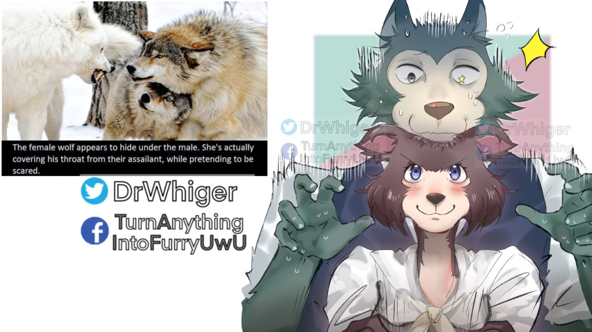 2021 5_fingers anthro beastars blue_eyes blush bodily_fluids canid canine canis clothed clothing dr.whiger english_text female fingers fur hi_res humor juno_(beastars) legoshi_(beastars) looking_at_viewer male mammal meme real redraw smile sweat text watermark wolf