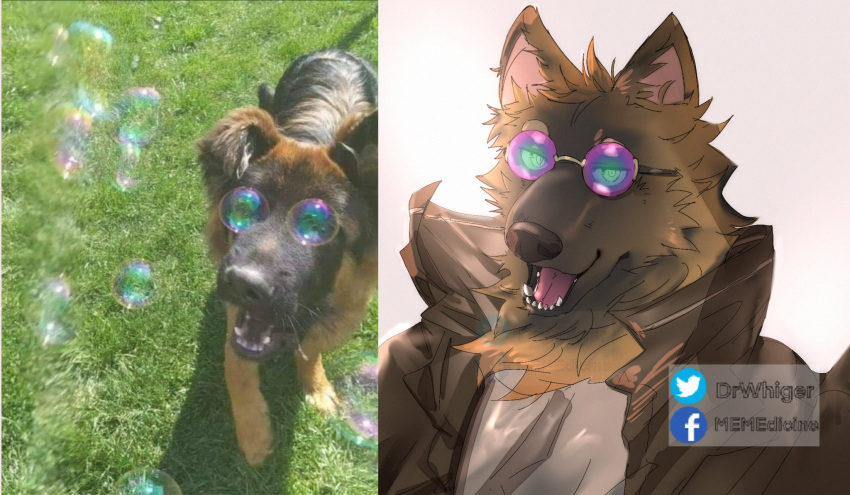 2020 anthro brown_body brown_fur bubble canid canine canis clothed clothing domestic_dog dr.whiger eyewear fur glasses hi_res male mammal meme real simple_background solo watermark