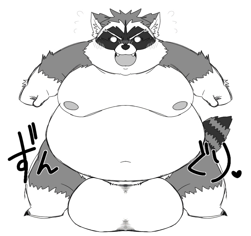 2021 anthro balls belly big_balls blush fur genitals grey_body grey_fur hi_res japanese_text kemono male mammal moobs namabito navel nipples overweight overweight_anthro overweight_male procyonid raccoon simple_background solo text white_background white_body white_fur