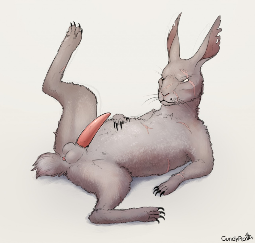2020 anus balls claws erection feral full-length_portrait fur genitals grey_body grey_fur gundypip hi_res lagomorph leporid lying male mammal notched_ear nude on_back one_leg_up penis portrait rabbit raised_leg scar solo spread_legs spreading tapering_penis watership_down whiskers woundwort