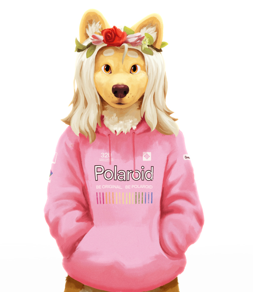 absurd_res ambiguous_gender anthro blonde_hair canid canine canis clothing domestic_dog flower front_view fur hair hands_in_pockets hi_res hoodie husky long_hair mammal nordic_sled_dog nule pink_clothing pink_hoodie pink_topwear plant pockets simple_background solo spitz tan_body tan_fur topwear white_background yellow_eyes