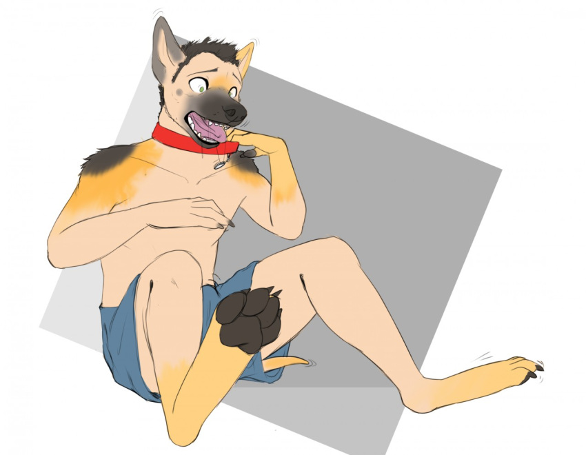 anthro canid canine canis cocofox collar domestic_dog german_shepherd herding_dog hindpaw human male mammal mid_transformation open_mouth pastoral_dog pawpads paws sitting solo species_transformation tongue transformation