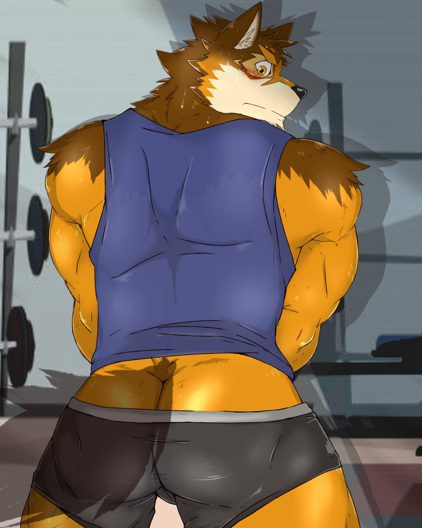 4:5 absurd_res anthro barrel_(live-a-hero) bottomwear butt canid canine canis clothed clothing embarrassed exercise gym hi_res inuyama_kensin live-a-hero looking_at_viewer looking_back male mammal partially_clothed shorts shorts_down solo wolf workout workout_clothing