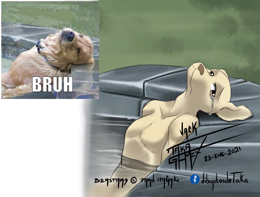 2021 anthro bare_chest beastars bird_dog bodily_fluids brown_nose canid canine canis crying digital_media_(artwork) domestic_dog english_text floppy_ears frown fur head_back hi_res hunting_dog jack_(beastars) labrador looking_at_viewer male mammal meme partially_submerged photography_(artwork) reference_image retriever sad signature solo taka_studio tan_body tan_fur tears text water