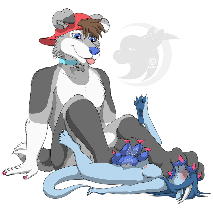 4_toes alpha_channel anthro backwards_baseball_cap barefoot baseball_cap blue_body blue_eyes blue_hair blue_nose blue_pawpads blue_scales blush bodily_fluids brown_hair canid canine canis cheek_tuft claws clitoris clothing collar collar_only countershade_feet countershading domestic_dog domination dragon duo ejaculation eyes_closed facial_tuft feet female fluffy fluffy_tail foot_fetish foot_on_face fur genital_fluids genitals grey_body grey_fur hair hat headgear headwear hi_res horn looking_down male male/female male_dominating_female male_domination mammal nipples nude orgasm orgasm_face pawpads paws pink_nipples pink_tongue pussy pussy_ejaculation pussy_juice pussy_juice_on_feet pussy_juice_on_paw scales sera_(sera) seraotoro simple_background size_difference smile submissive submissive_female timber toe_claws toe_curl toes tongue tongue_out transparent_background tuft watermark white_body white_fur