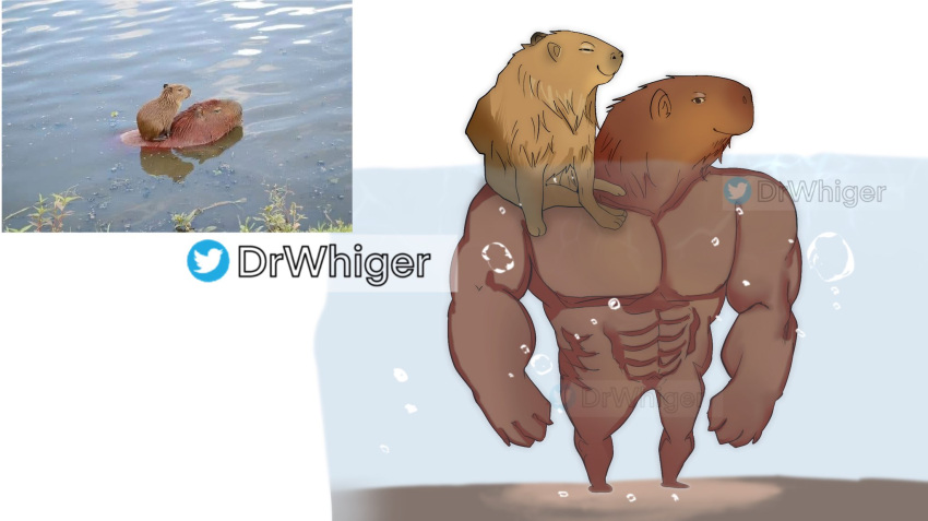 2021 abs alternate_species anthro anthrofied capybara caviid cheems doge dogelore dr.whiger duo hi_res male mammal meme muscular muscular_anthro muscular_male partially_submerged pecs photo rodent smile standing water watermark