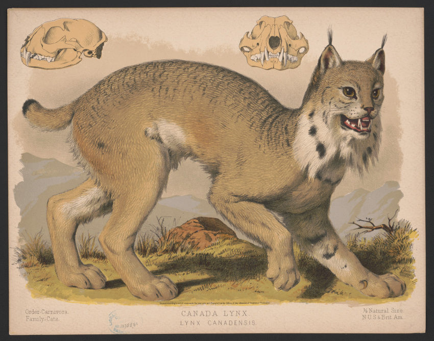 absurd_res ambiguous_gender black_spots bone branch brown_eyes canadian_lynx countershade_legs countershade_torso countershading detailed_background dipstick_tail ear_tuft ears_up english_text fangs felid feline feral fur grass grey_body grey_fur grey_tail hi_res huge_filesize lithograph lynx mammal mountain multicolored_body multicolored_fur multicolored_tail nature neck_tuft open_mouth outside plant public_domain raised_foot rock shadow short_tail side_view skull sky solo species_name spots text traditional_media_(artwork) tuft two_tone_body two_tone_fur two_tone_tail unknown_artist whiskers white_body white_countershading white_fur