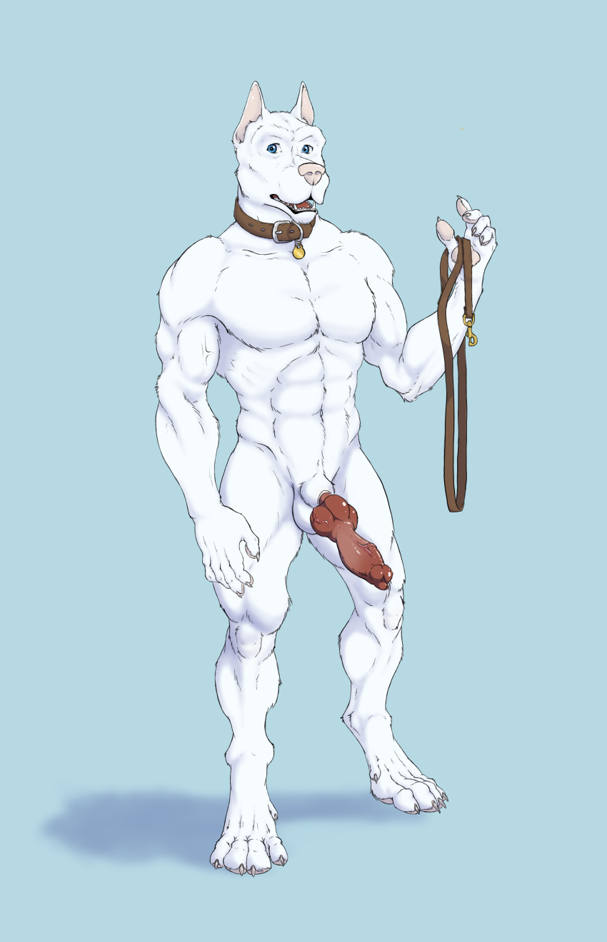 absurd_res anatomically_correct anatomically_correct_genitalia anatomically_correct_penis animal_genitalia animal_penis anthro balls blue_eyes canid canine canine_penis canis collar domestic_dog fur genitals hi_res knot leash male mammal penis sheath simple_background solo somecrazybastard standing white_body white_fur