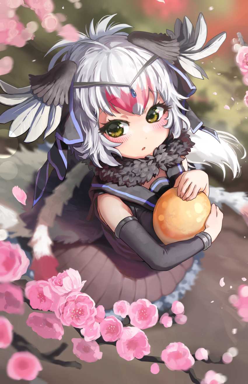 1girl bangs bare_shoulders bird_girl bird_tail bird_wings blurry blush collared_dress day detached_sleeves dress egg eyebrows_visible_through_hair flower from_above fur_collar golden_egg grey_hair head_wings highres holding kemono_friends long_hair looking_up melaton multicolored_hair ostrich_(kemono_friends) outdoors parted_lips petals pink_hair sailor_collar solo standing tail two-tone_hair wings yellow_eyes