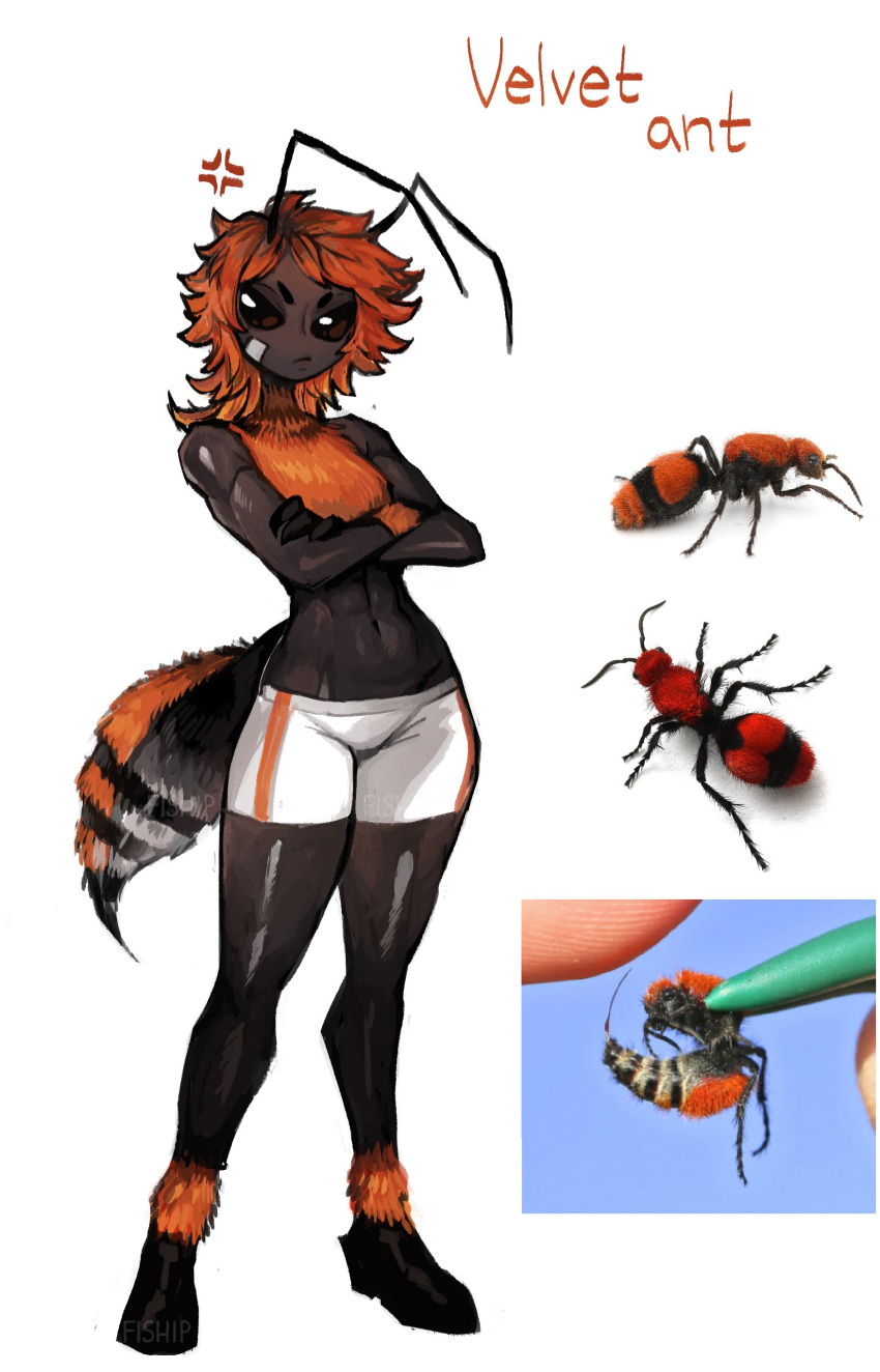 absurd_res antennae_(anatomy) anthro arthropod bottomwear clothing cross-popping_vein crossed_arms english_text eyebrows female fiship fur hair hi_res hymenopteran insect looking_at_viewer mutillidae navel orange_body orange_fur orange_hair short_hair shorts simple_background solo text unamused vein velvet_ant wasp white_background