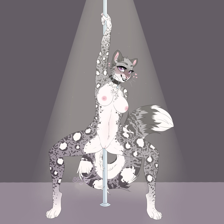 1:1 absurd_res anthro blvejay breasts chest_tuft collar crouching dancing detailed felid female fluffy genitals hi_res looking_at_viewer mammal nipples pantherine pole pole_dancing pussy simple_background smile snow_leopard solo spotlight tuft
