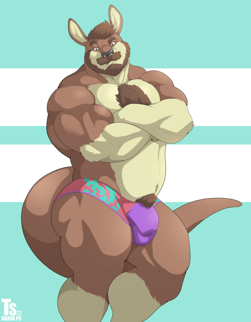 2021 absurd_res anthro beard big_muscles body_hair bulge chest_hair clothing crossed_arms facial_hair hair hi_res kangaroo looking_at_viewer macropod male mammal marsupial muscular muscular_anthro muscular_male mustache navel pubes simple_background solo standing thick_thighs tylerstark underwear