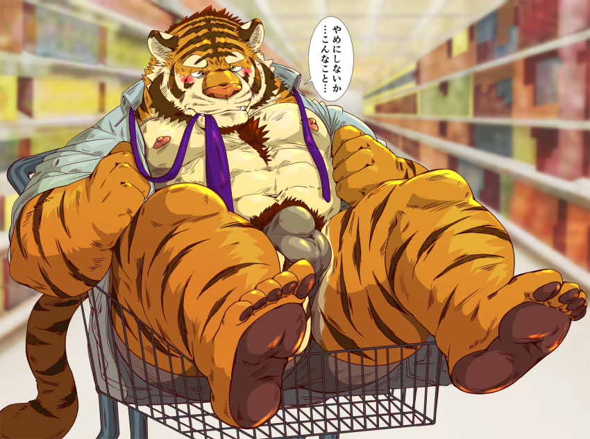 2021 anthro balls_outline barazoku blush bulge clothed clothing felid genital_outline inside japanese_text kemono male mammal necktie nipples open_clothing open_shirt open_topwear pantherine penis_outline pubes raichoclub shirt sitting solo text tiger topwear translation_request underwear