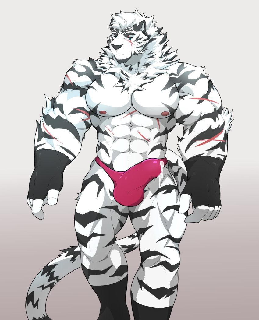 1boy abs animal_ears arknights bara briefs bulge cum cum_in_clothes cum_through_clothes feet_out_of_frame fingerless_gloves furry gloves highres kneehighs large_pectorals male_focus male_underwear mountain_(arknights) muscular muscular_male navel nipples pink_male_underwear precum scar scar_across_eye scar_on_arm scar_on_stomach sere_(serenaught) short_hair socks solo stomach tail thick_thighs thighs tiger_boy tiger_ears tiger_tail underwear underwear_only white_fur white_hair