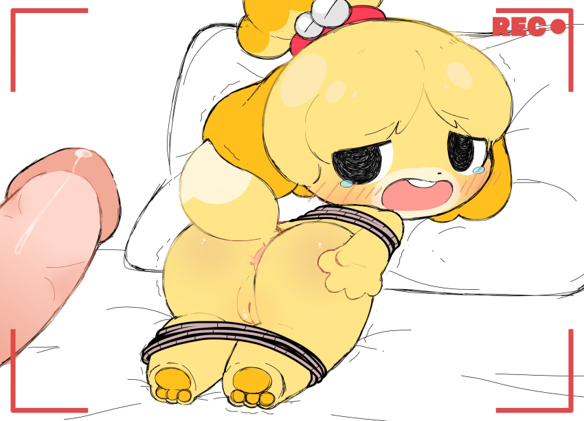 2021 animal_crossing anthro anus bdsm bed bodily_fluids bondage bound butt canid canine canis domestic_dog duo female furniture genital_fluids genitals hi_res human humanoid_genitalia humanoid_penis isabelle_(animal_crossing) looking_back male male/female mammal nintendo on_bed open_mouth pawpads penis pillow precum pussy rakket recording rope shih_tzu teeth toy_dog video_games