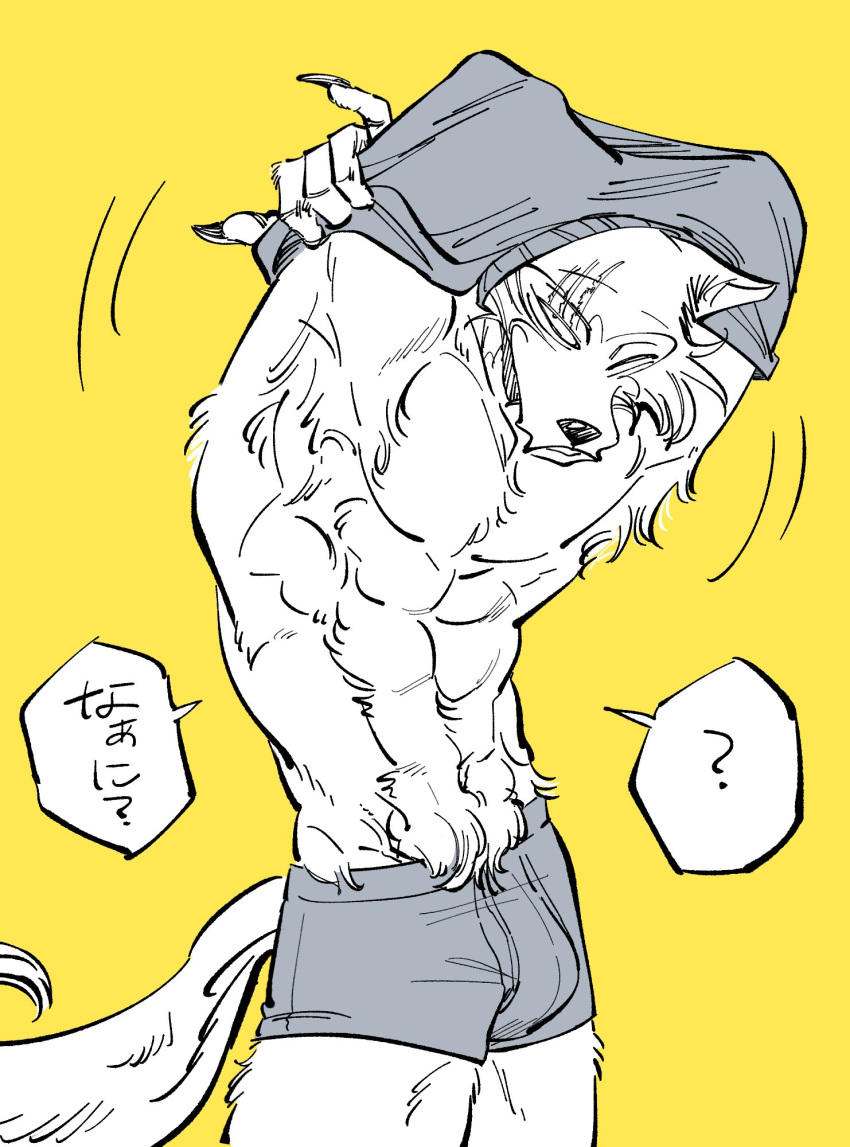 2021 ? abs anthro beastars bulge canid canine canis claws clothed clothing dialogue hi_res japanese_text legoshi_(beastars) looking_at_viewer male mammal motion_lines muscular muscular_anthro muscular_male narrowed_eyes navel one_eye_closed raised_arm raised_clothing raised_shirt raised_topwear scar shirt simple_background solo standing talking_to_viewer text topwear translation_request underwear undressing wolf yellow_background yuzuki_fang111