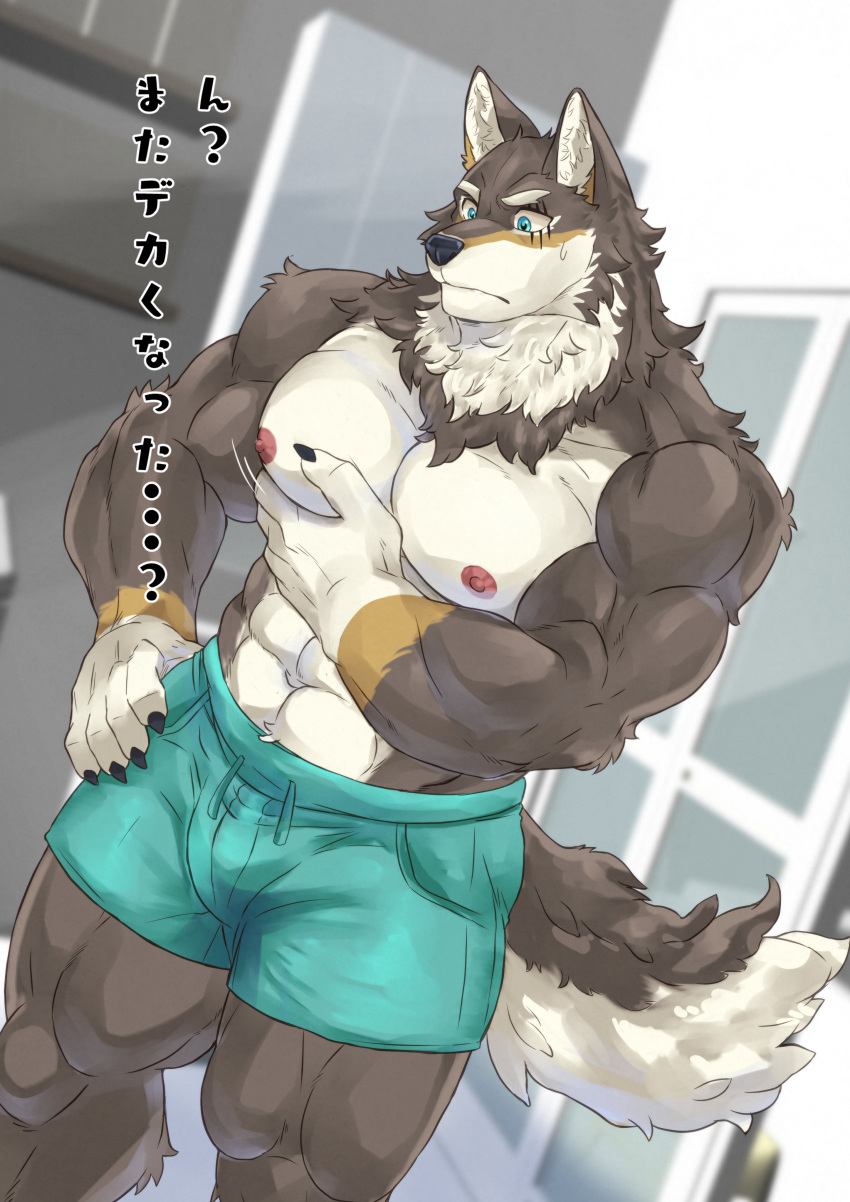 2021 abs absurd_res anthro biceps bottomwear canid canine canis clothing digital_media_(artwork) fur gryffindor131 hi_res japanese_text male mammal muscular muscular_anthro muscular_male nipples pecs solo text wolf