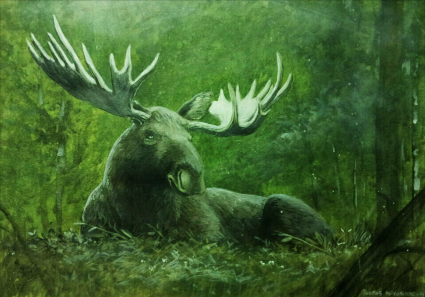 2014 antlers brown_ears brown_fur capreoline cervid detailed detailed_background feral forest fur grass hi_res horn lying male mammal moose quadruped realistic solo traditional_media_(artwork) tree tuomas_koivurinne