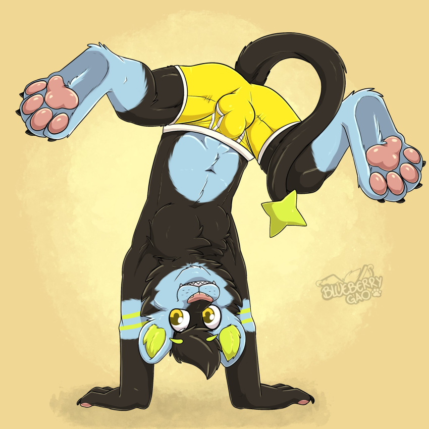 1:1 anthro black_body black_fur black_hair blue_body blue_fur bulge chest_tuft claws clothing cute_fangs eyebrows fur gaokun genital_outline green_body green_fur hair handstand hi_res inner_ear_fluff male navel pawpads paws penis_outline pink_nose pink_pawpads plantigrade simple_background solo star_tail teeth toe_claws tuft underwear watermark yellow_background yellow_clothing yellow_eyes yellow_underwear