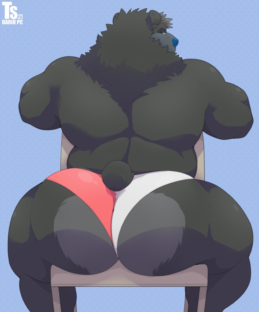 2021 absurd_res anthro back_muscles big_butt black_body black_fur blue_background blue_eyes blue_nose butt chair clothed clothing fur furniture grey_body grey_fur hi_res looking_back male mammal muscular muscular_anthro muscular_male neck_tuft rear_view simple_background sitting skimpy solo speedo swimwear thick_thighs tight_clothing triceps tuft tylerstark ursid