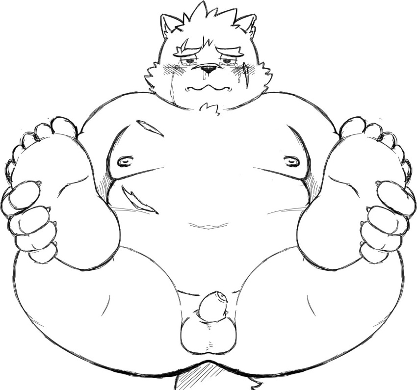 anthro anus balls belly blush canid canine canis domestic_dog embarrassed erection foreskin genitals male mammal marumaru_hh monochrome moritaka nipples nude overweight overweight_anthro overweight_male penis scar small_penis solo spread_legs spreading tokyo_afterschool_summoners video_games