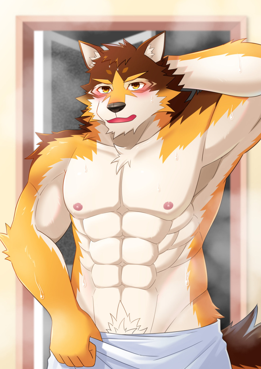 abs after_shower anthro barrel_(live-a-hero) blush canid canine canis fur hi_res kotorran live-a-hero male mammal multicolored_body multicolored_fur muscular muscular_anthro muscular_male pecs pubes solo towel wolf