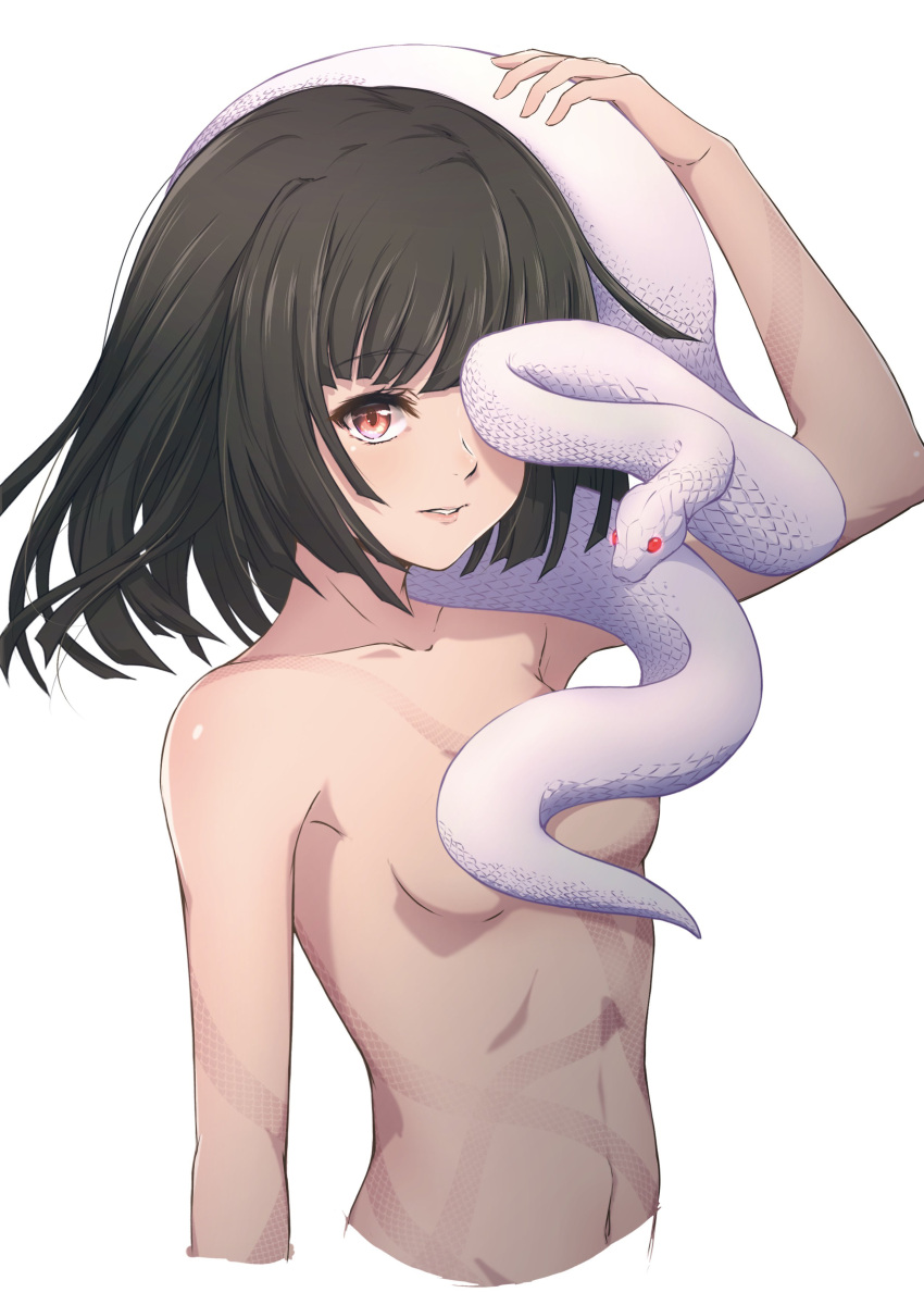 1girl absurdres bakemonogatari black_hair breasts highres medium_hair monogatari_(series) navel nishizuki_shino nude red_eyes sengoku_nadeko small_breasts snake solo stomach white_background white_snake