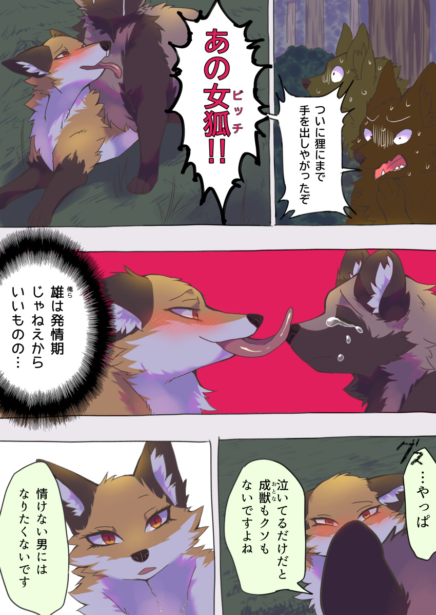 2023 absurd_res ambiguous_gender black_nose blush bodily_fluids brown_body brown_ears brown_fur canid canine comic countershading crying dialogue digital_media_(artwork) duo_focus ears_down feral fluffy fox fur gloves_(marking) group hi_res inner_ear_fluff japanese_text kurumilky6 licking licking_another lying mammal marimo_(kurumilky6) markings mikan_(kurumilky6) multicolored_body multicolored_fur on_front on_top on_top_of orange_body orange_fur pink_tongue pivoted_ears prick_ears quadruped raccoon_dog red_eyes seductive speech_bubble tan_body tan_fur tanuki tears text tongue tongue_out tuft two_tone_body two_tone_fur welling_tears white_body white_fur white_inner_ear_fluff