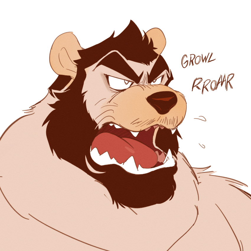 1:1 angry anthro beard brown_hair eyebrows facial_hair fur ghoskee grey_body grey_fur growling hair hi_res male mammal open_mouth roaring sharp_teeth simple_background solo teeth tongue ursid white_background