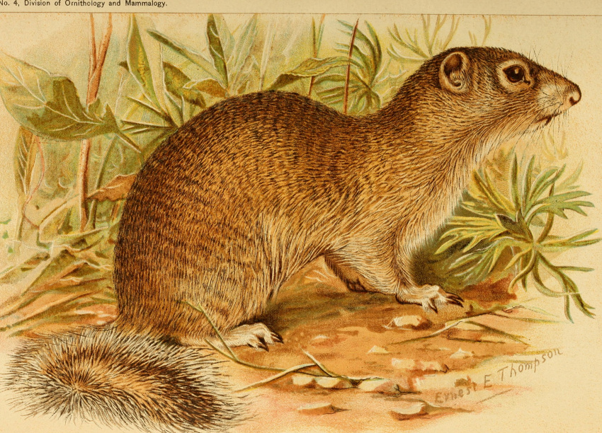 1893 19th_century absurd_res ambiguous_gender ancient_furry_art brown_body brown_fur claws countershading detailed_background english_text ernest_thompson_seton feral fluffy fluffy_tail franklin's_ground_squirrel full-length_portrait fur hi_res leaf mammal nude outside plant portrait quadruped rodent sciurid side_view signature sitting solo text toe_claws traditional_media_(artwork) unknown_copyright whiskers