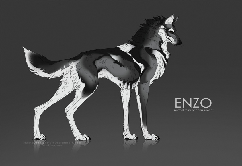 ambiguous_gender black_body black_fur black_nose blacknemera canid canine canis digital_media_(artwork) feral fur grey_body grey_fur hi_res mammal solo white_body white_fur wolf