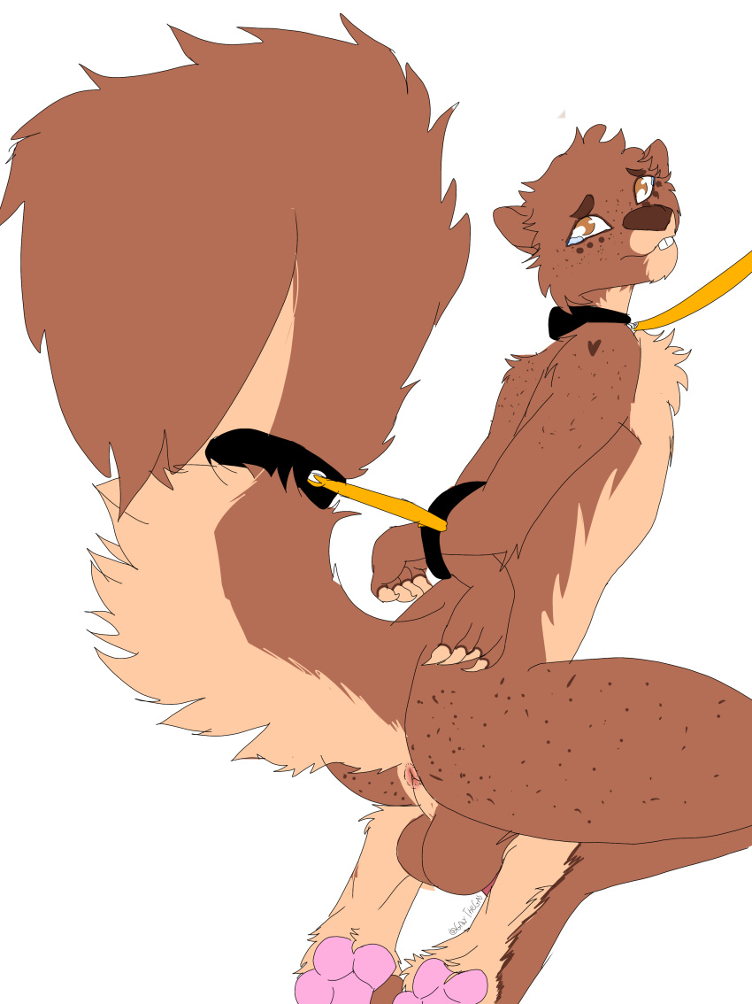 absurd_res anthro anus balls bdsm bodily_fluids brown_body brown_eyes brown_fur brown_hair cheek_tuft collar facial_tuft fur genitals hair hi_res kidnapping kneeling leash leash_pull looking_at_viewer male male/male mammal pawpads perineum petplay pink_pawpads restrained_arms rodent roleplay sciurid slave slave_auction solo tan_body tan_claws tan_fur tears tuft