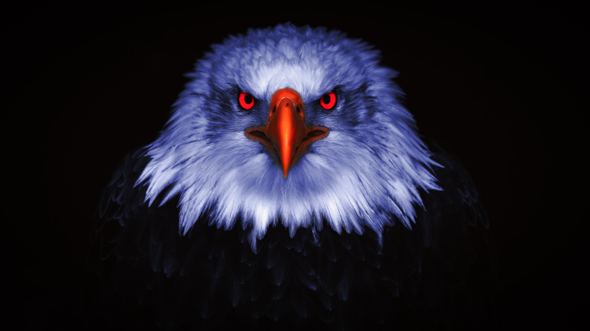2021 absurd_res accipitrid accipitriform alamcoksa ambiguous_gender avian bald_eagle beak bird black_body black_feathers eagle feathers feral hi_res looking_at_viewer oil_painting_(artwork) painting_(artwork) red_eyes sea_eagle solo traditional_media_(artwork) white_body white_feathers